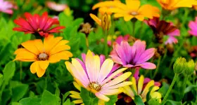 Gutscheine für Pflanzen