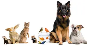 Tierbedarf Gutscheine